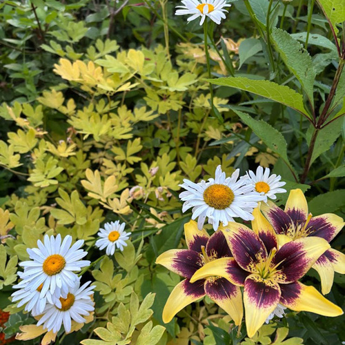 yellow flowers and foliage