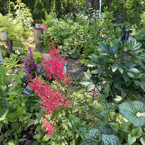 shade garden with pink flowers
