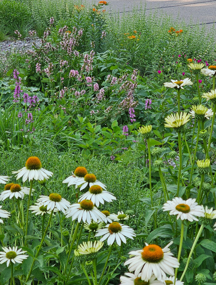 Jennifer's New Gardening Journey in Minnesota - Fine Gardening