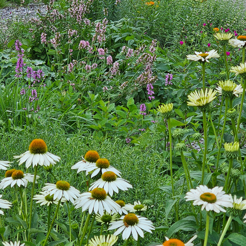 flower-filled front garden
