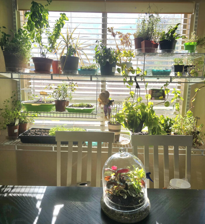 یک باغ داخلی زیبا که در مقابل پنجره چیده شده و پر از گیاهان آپارتمانی و سبزیجات مختلف است.