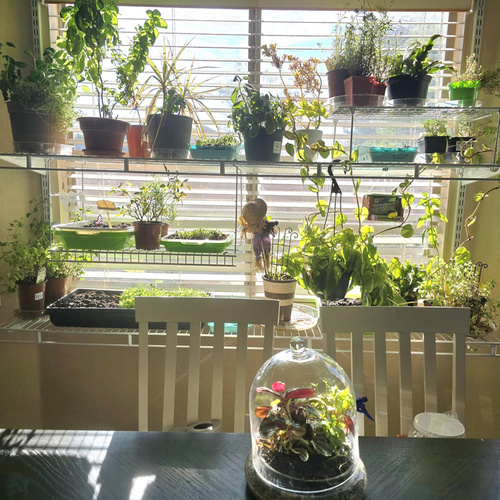 indoor garden in front of window