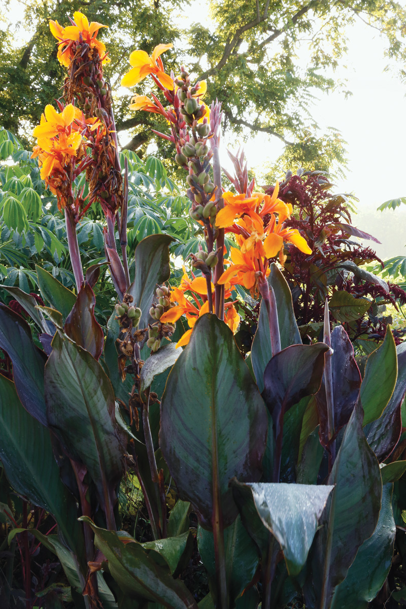 Gran cilantro y flor de naranja