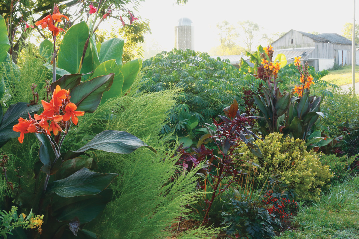 Coloridas flores de canna y plantas tropicales en la frontera del jardín