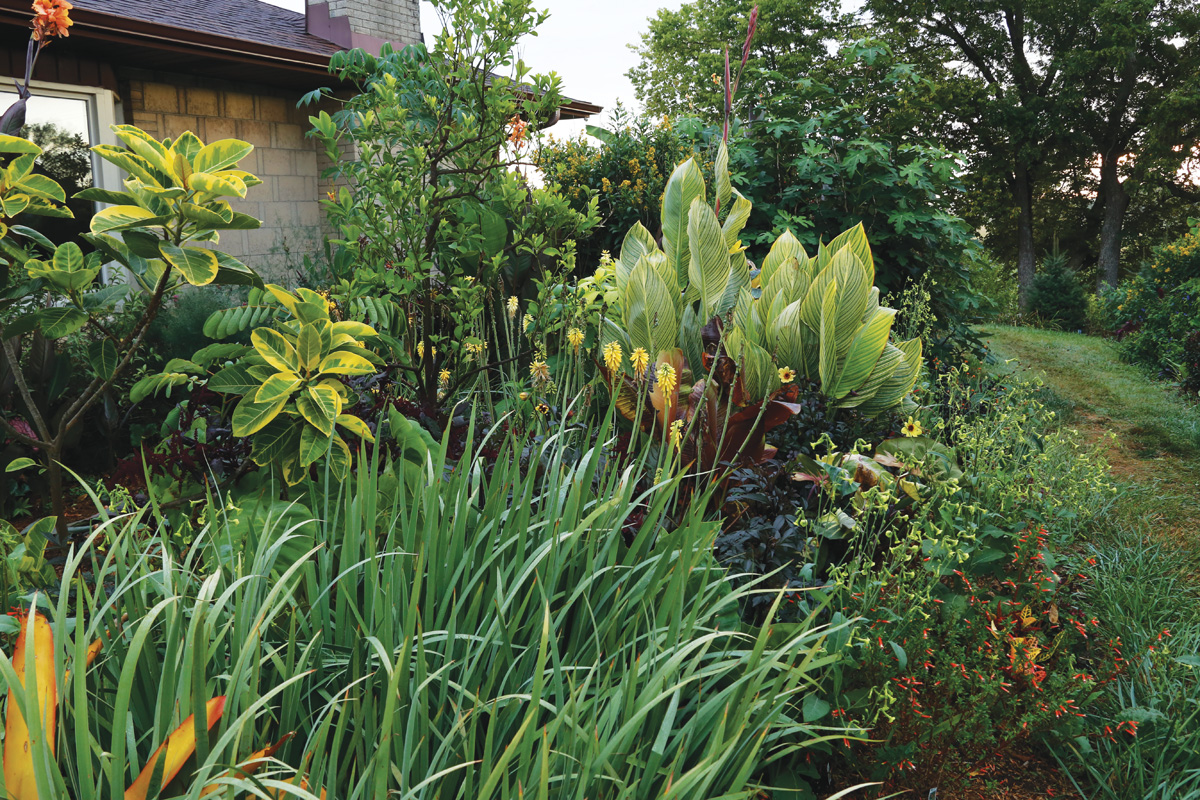 Plantación de cama de base con coloridas plantas de hojas tropicales