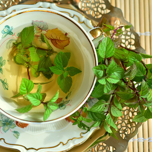 Rising a Tea Backyard - Effective Gardening - The Love Bud
