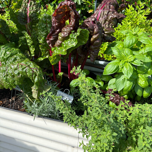 swiss chard with basil in raised bed