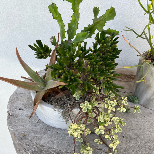 small container of succulents