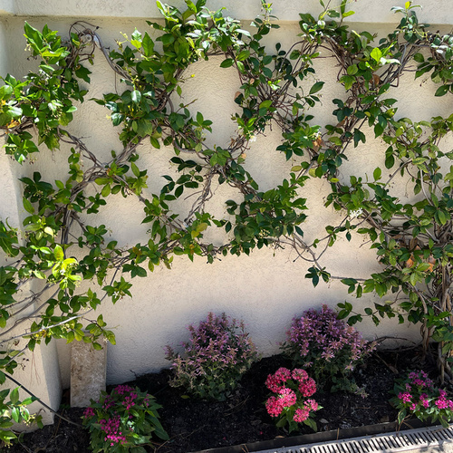 jasmine espalier