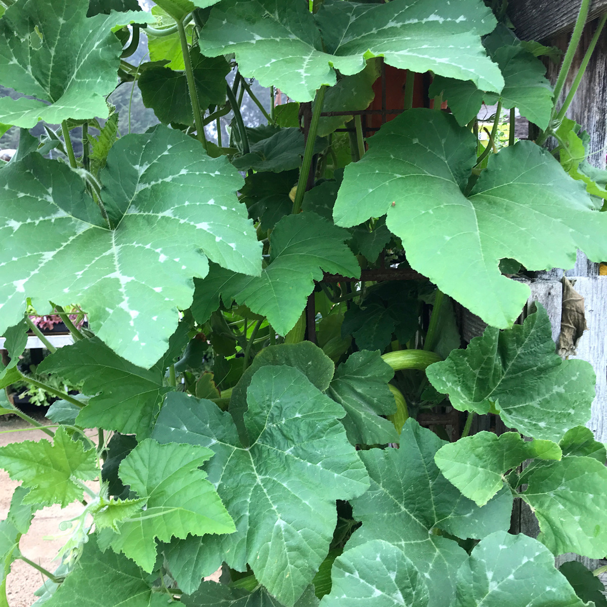Zuchetta Rampicante vines
