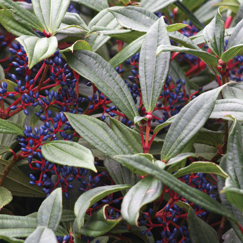 David's Viburnum Is an Easy-Care Evergreen Shrub with Wildlife Appeal -  Fine Gardening