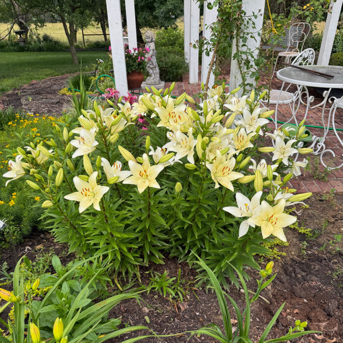 Gwen's Spring Lilies in Kansas - Fine Gardening