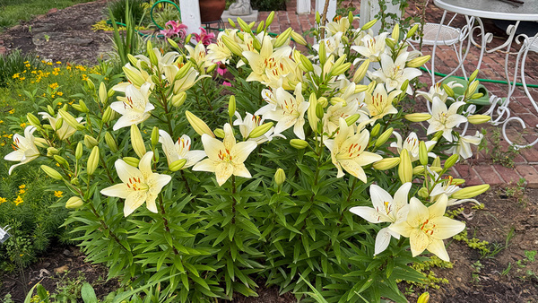 ✿Lily..'s ✿Garden*✿ページ GPOD-Chance-3-yellow-lily-