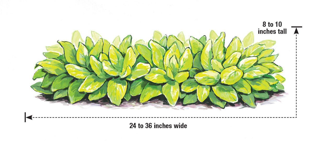 Stachys Byzantina Key-Lime Lambs 'Ear Illustration