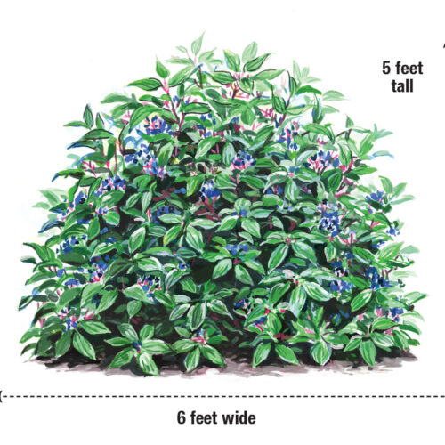 Ilustración de Viburnum