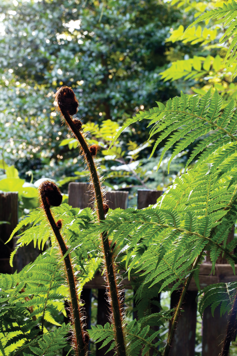 Rough tree fern fronds unfurling
