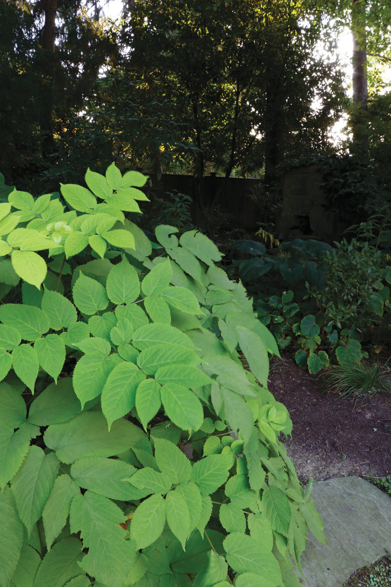 Sun King aralia foliage