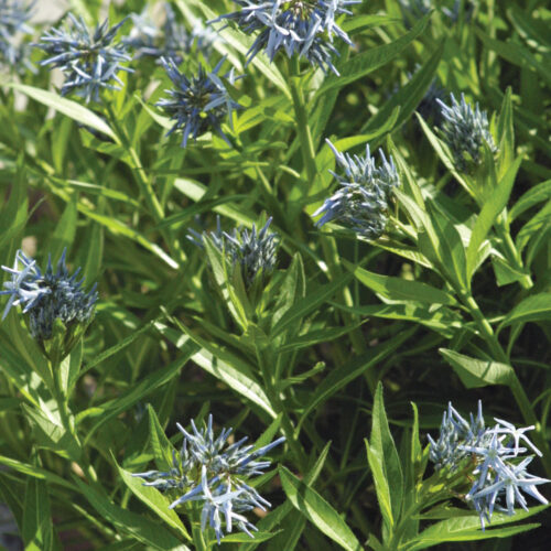 amsonia bluestar