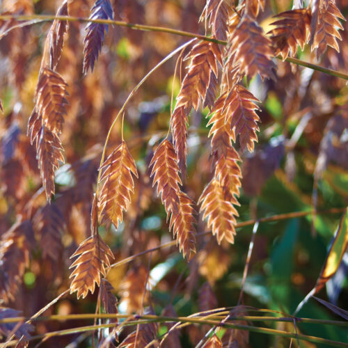 northern sea oats with fall foliage offers cool season interest