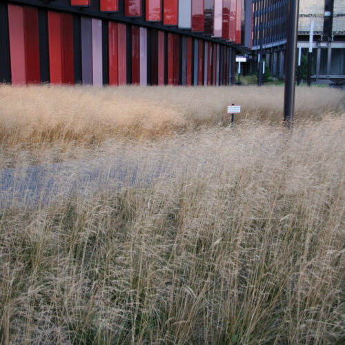 'Goldtau' tufted grass is a useful ornamental grass for erosion control