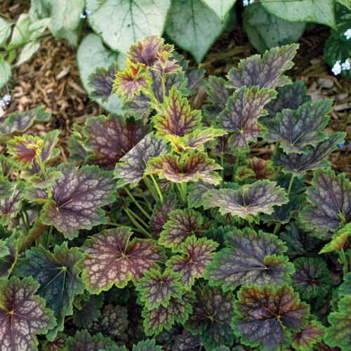 ‘Marvelous Marble Silver’ heuchera