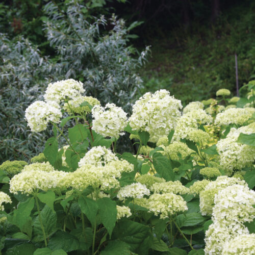 'Annabelle' smooth hydrangea