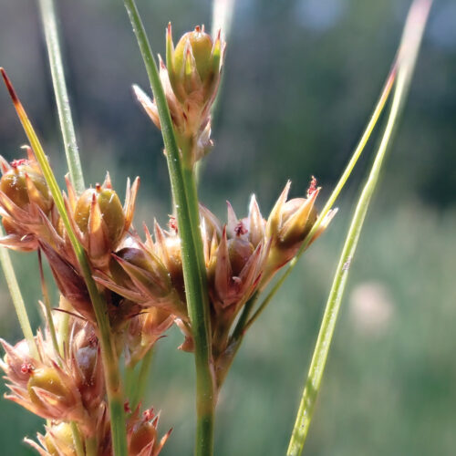 seed heads of path rush not only look great, but are also food for wildlife