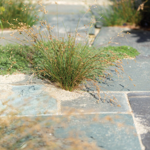 wavy hair grass is tough and can grow in small spaces