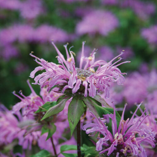 Wild bergamot