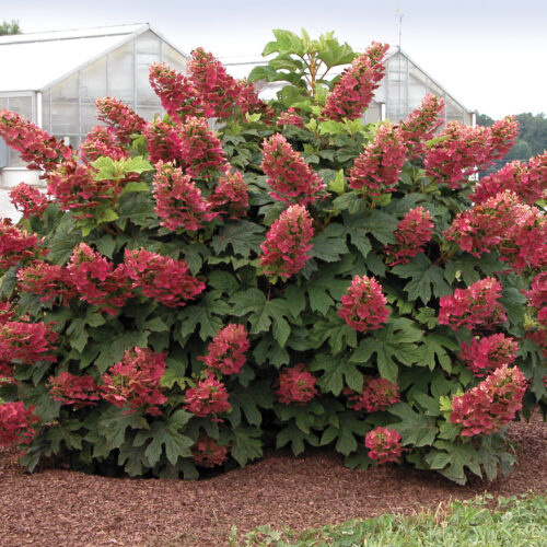 ruby slippers oakleaf hydrangea