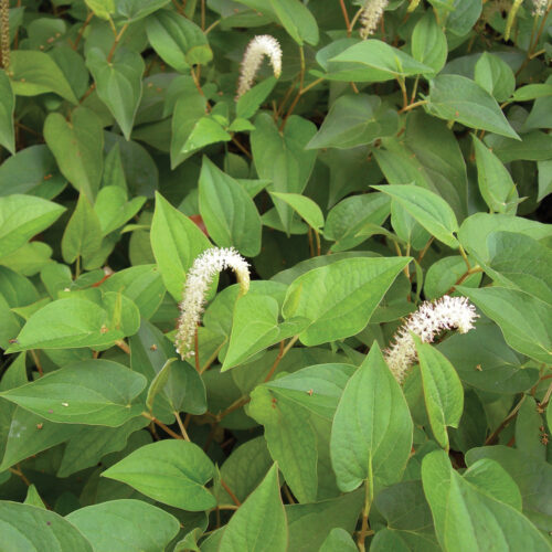 Lizard’s tail plant