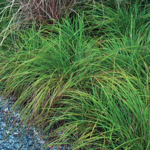 Pennsylvania sedge