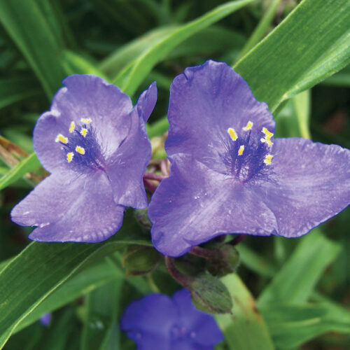 Virginia spiderwort