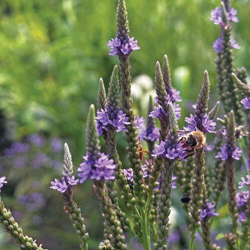 Blue vervain
