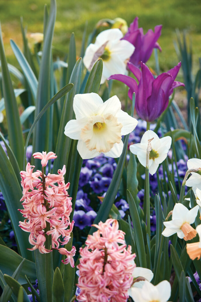 March Spring Bulbs Spring Bulb Guide: Best Types to Plant and Garden Planning Tips - Fine ...