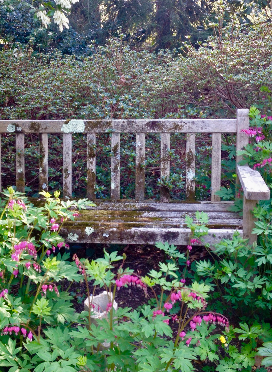 moss covered garden bench surrounded by plants