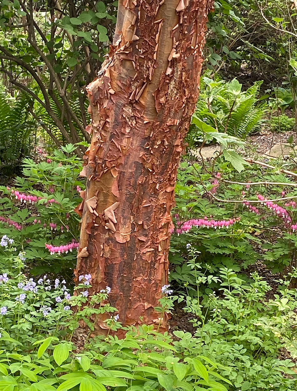 tree with red peeling bark in front of bleeding heart