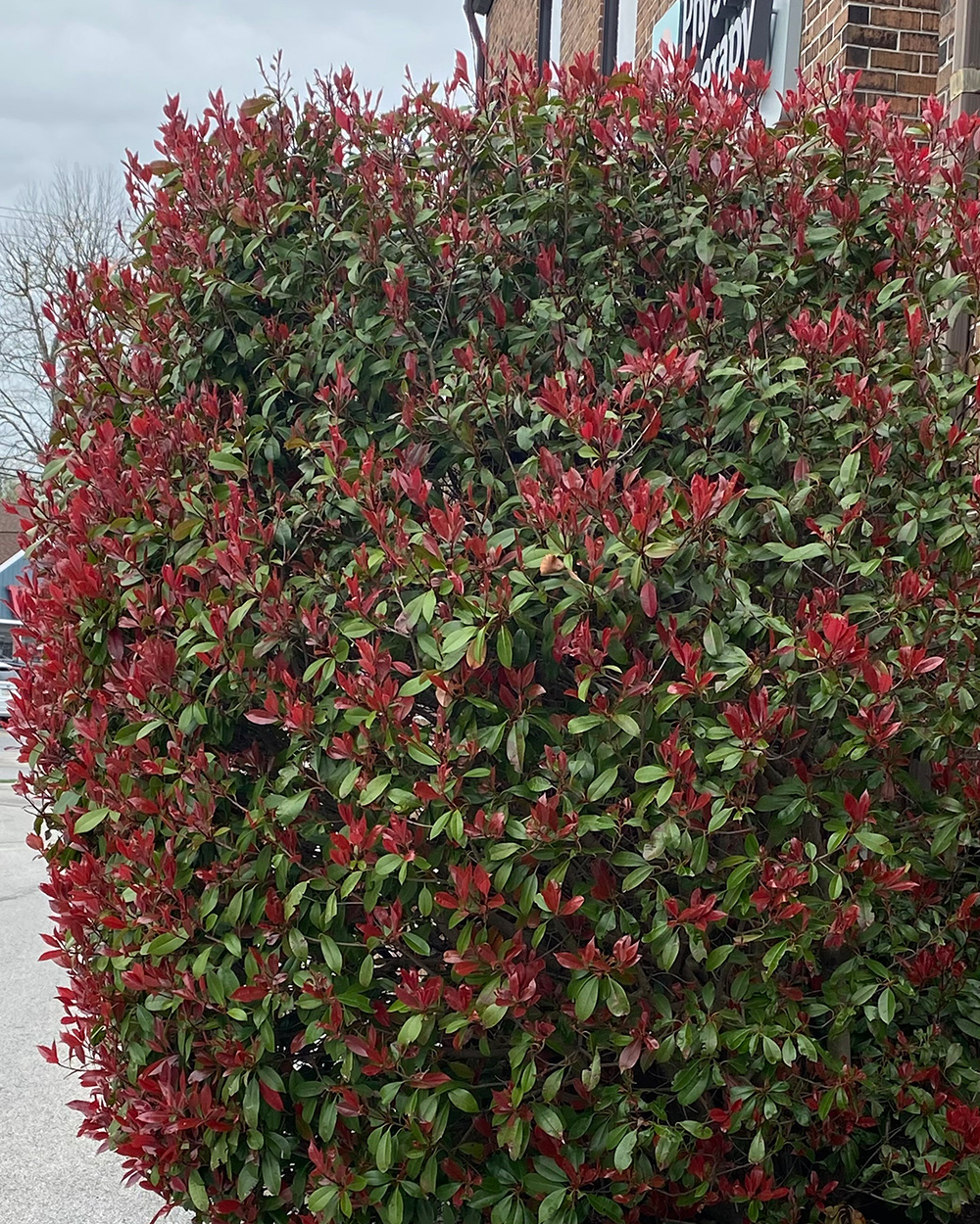 shrub with red flowers