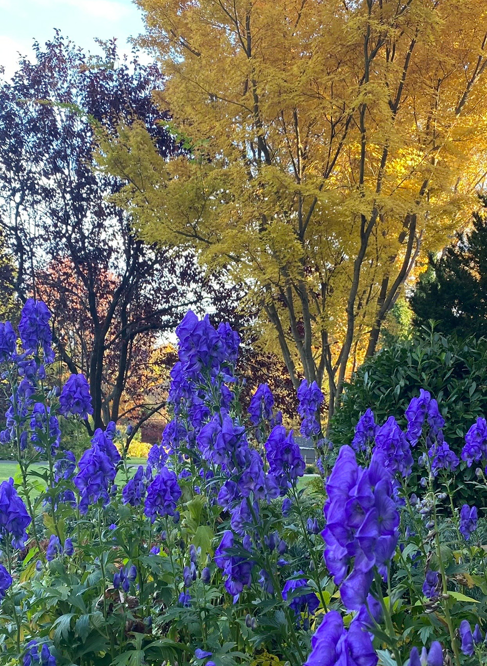 blue flowers in front of tree with yellow foliage