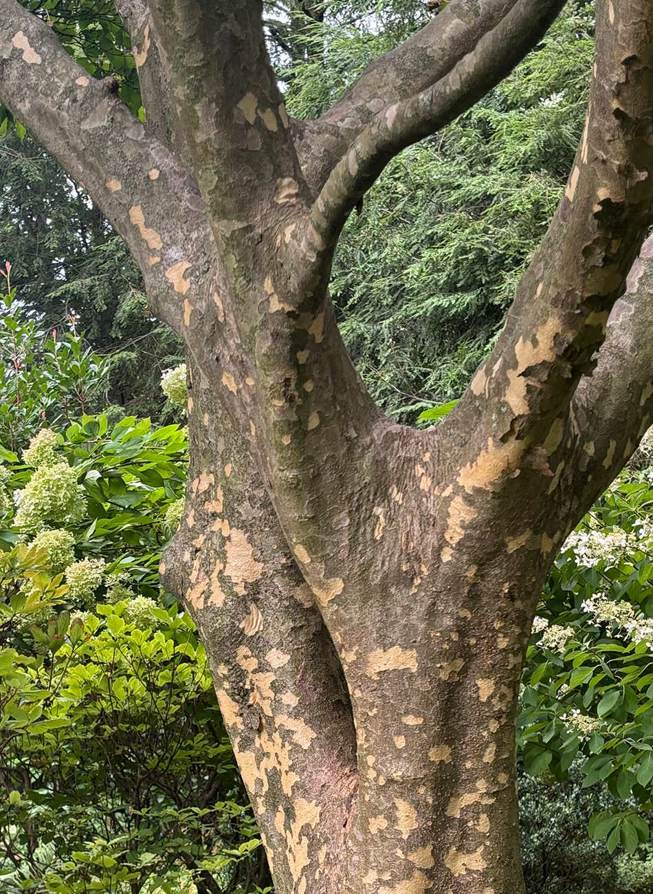 tree with mottled bark