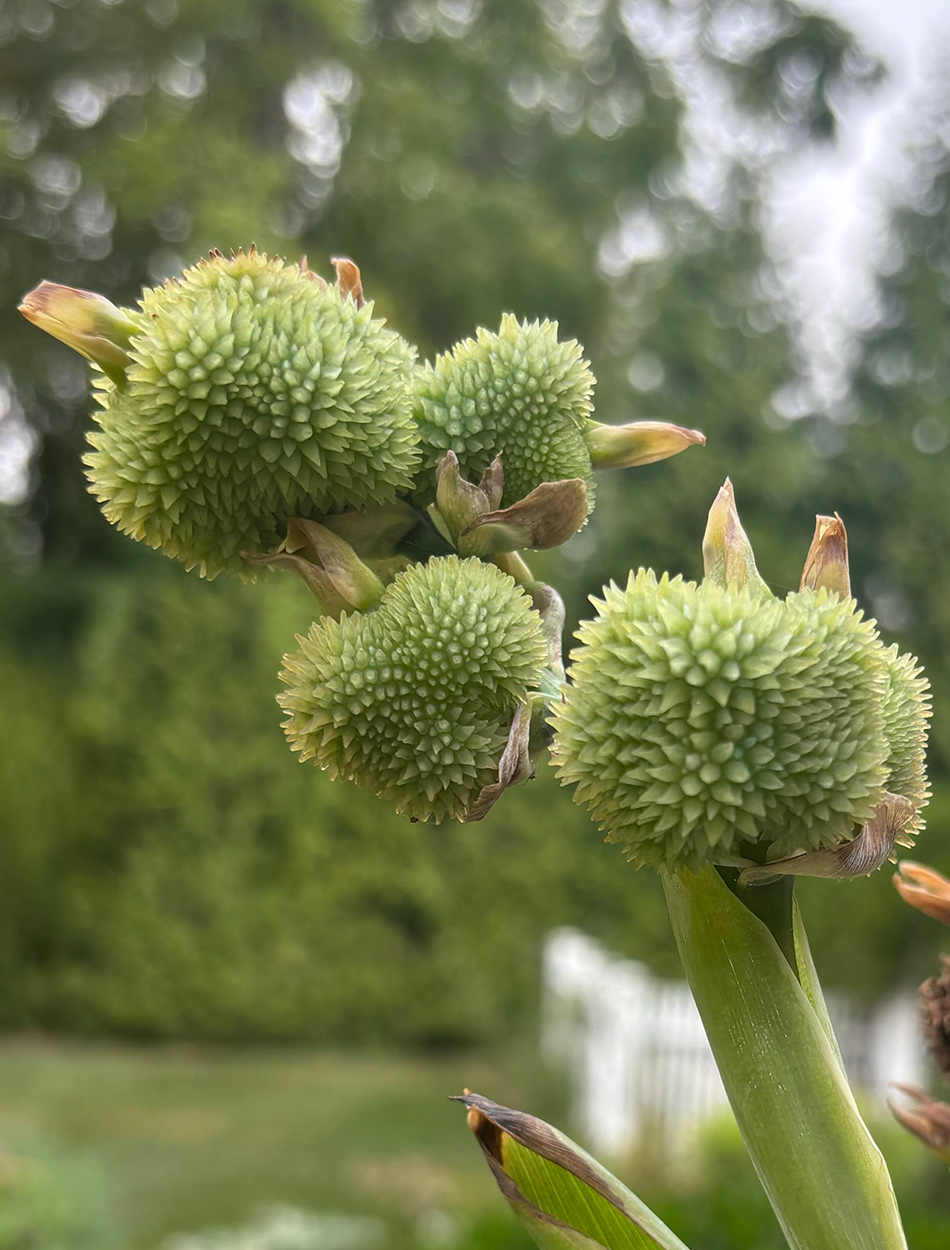 canna seed heads