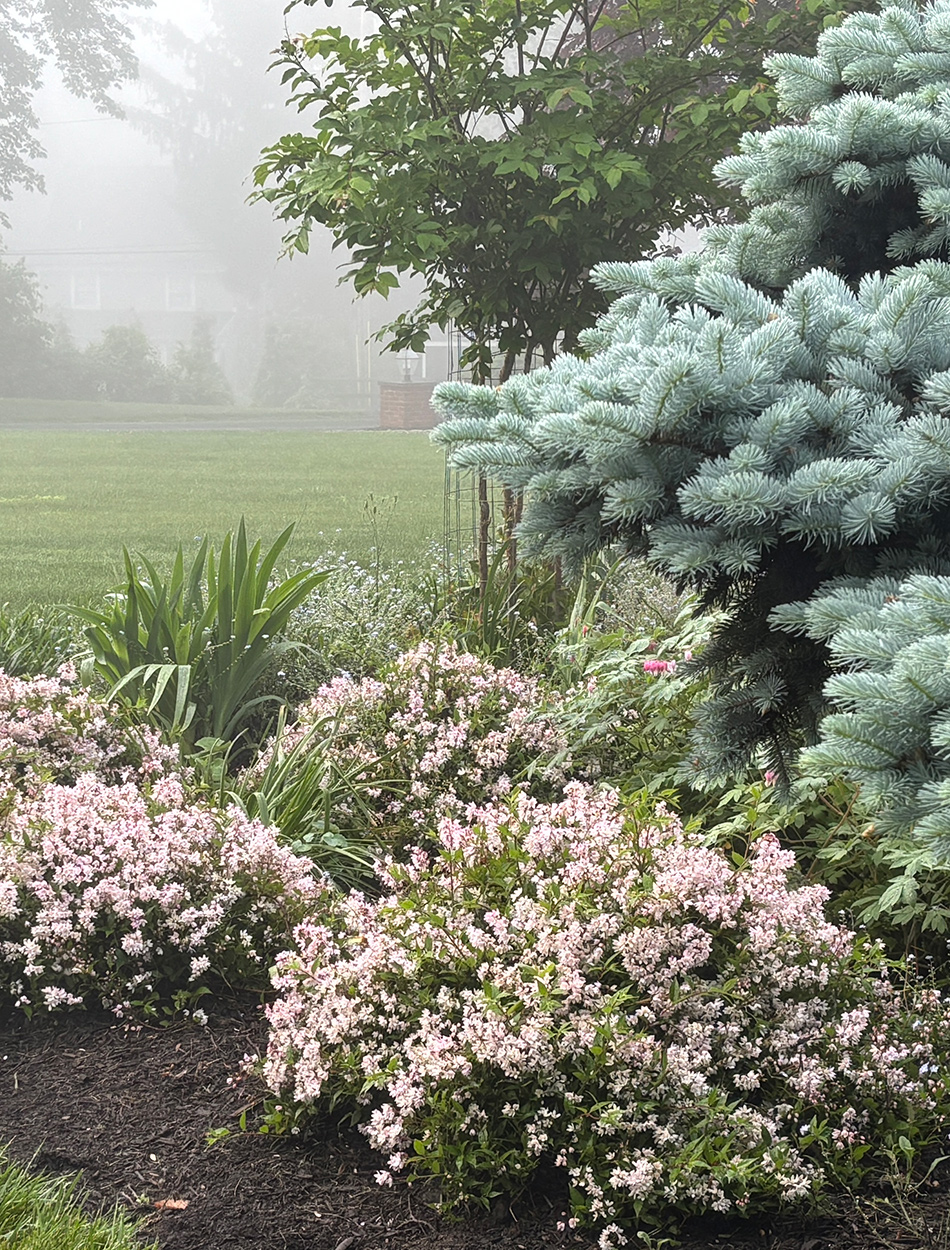 small shrubs with light pink flowers next to blue conifer