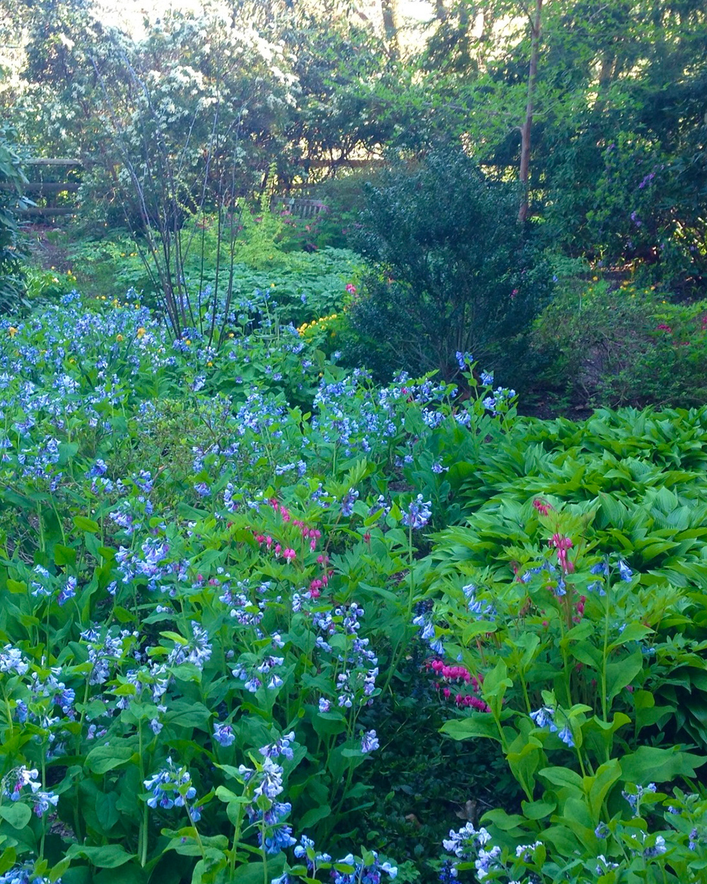mass planting of Virginia bluebells