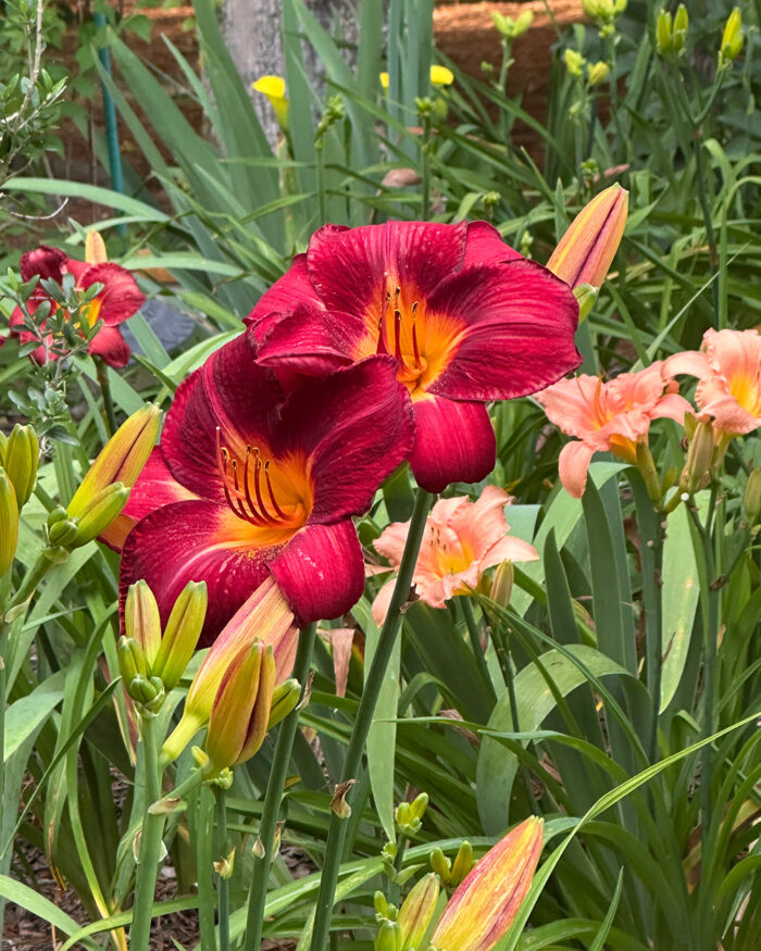 Early and Midsummer in Beth's North Carolina Garden - Fine Gardening
