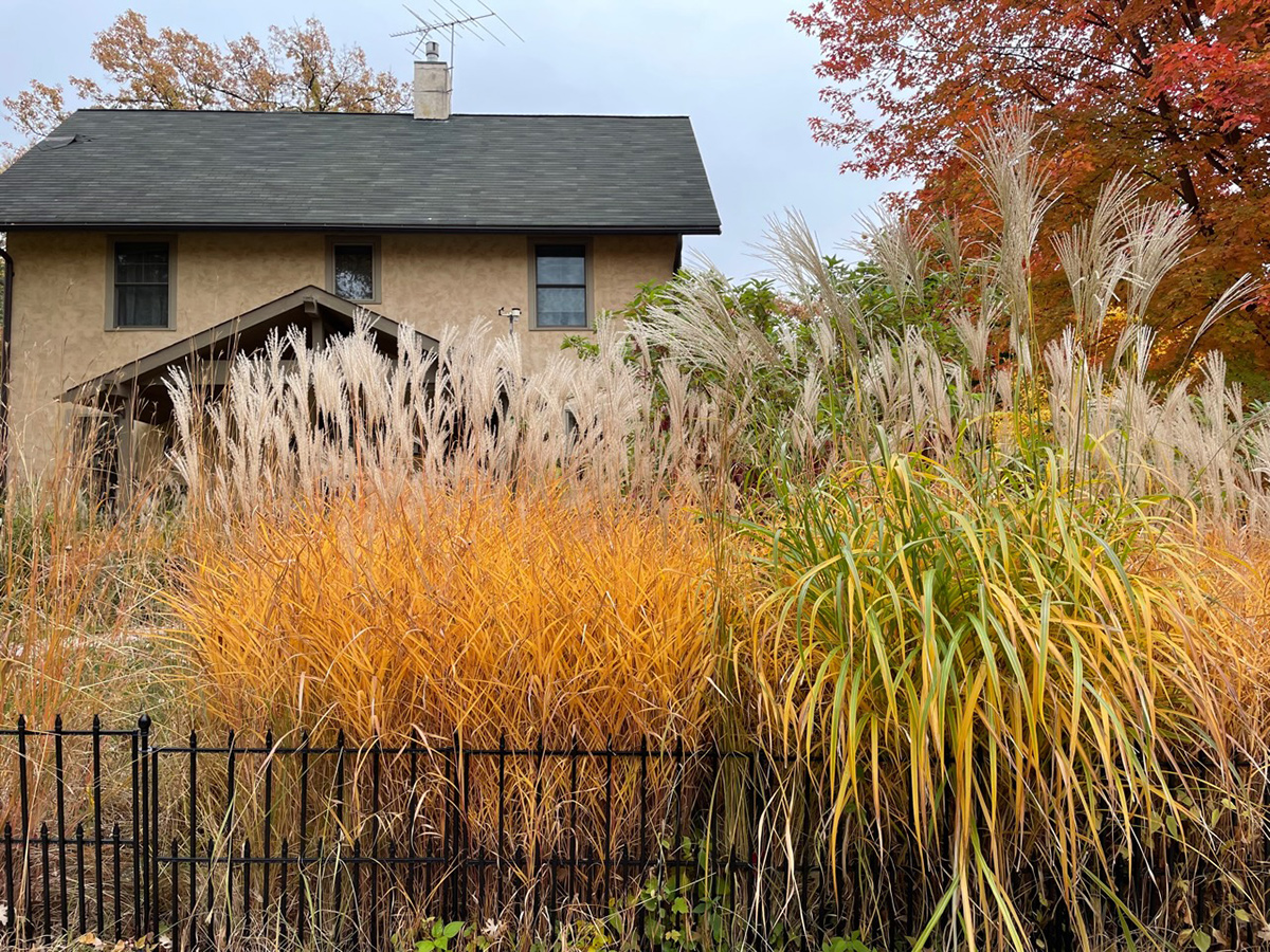 ornamental grasses in front garden during fall