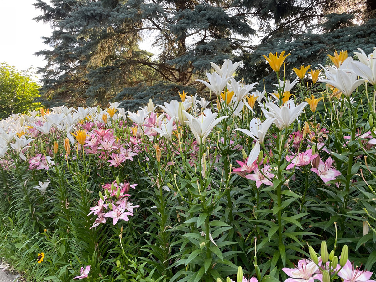 various lilies planted in mass