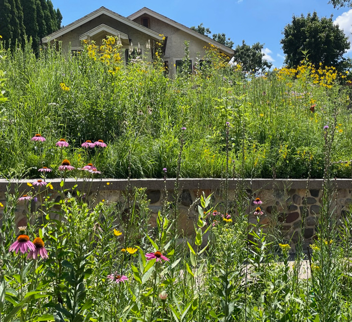 front yard prairie garden