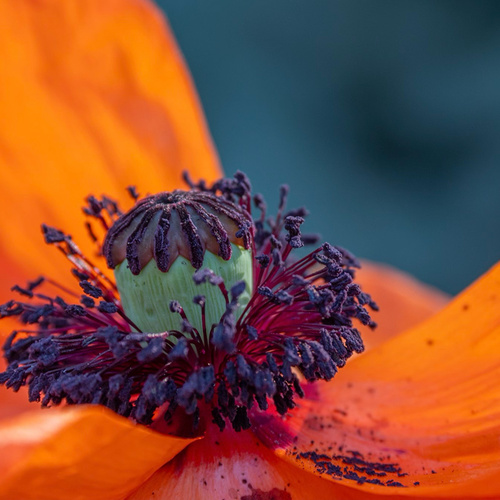 Bonnie Celebrates Flowers in Colorado - Fine Gardening