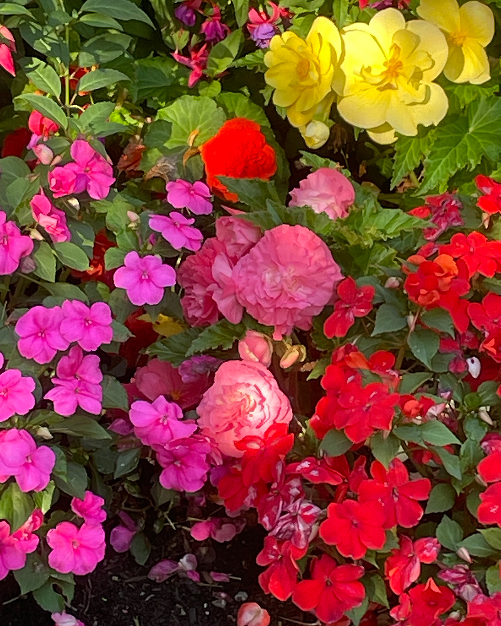 close up of bright annual flowers