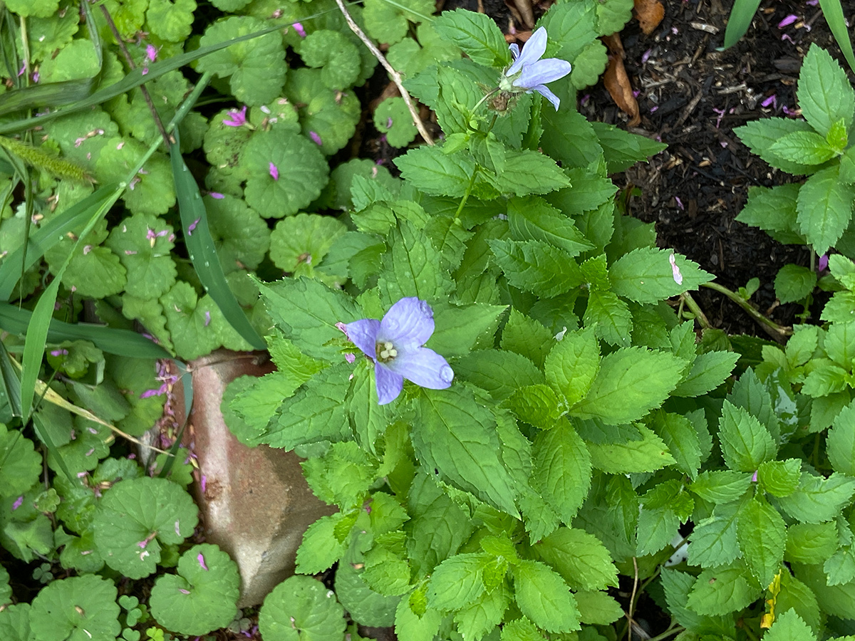 Campanula lactiflora